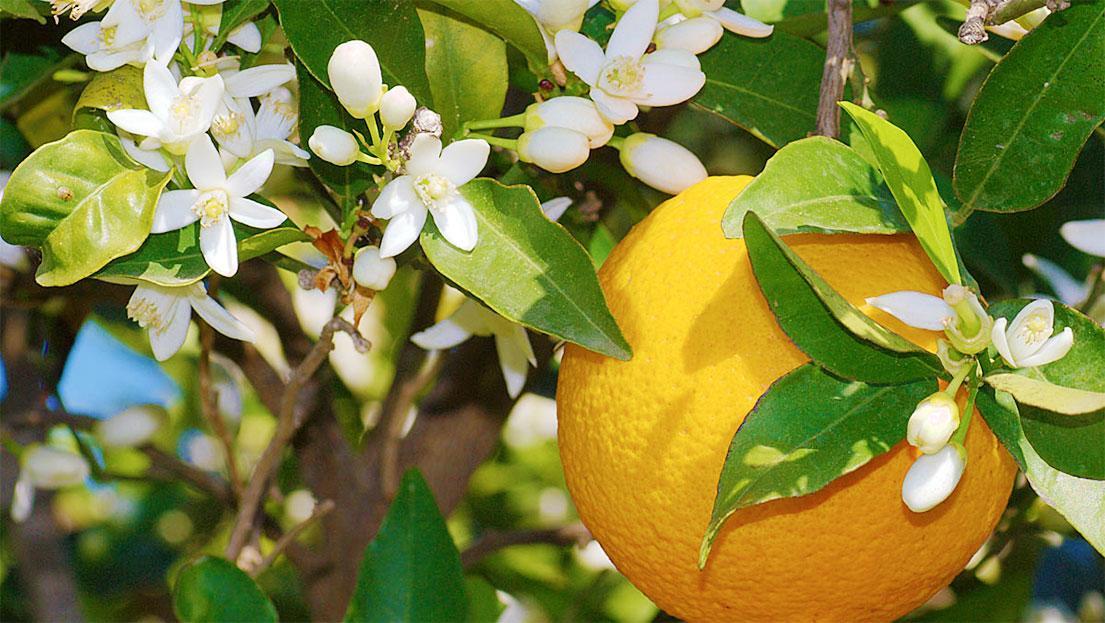 Ifioridisicilia Acomodação com café da manhã Campofelice Di Roccella Exterior foto